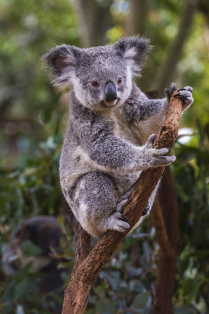 Koala (Phascolarctos cinereus), Lone Pine Sanctuary, Brisbane, Queensland, Australia, Pacific