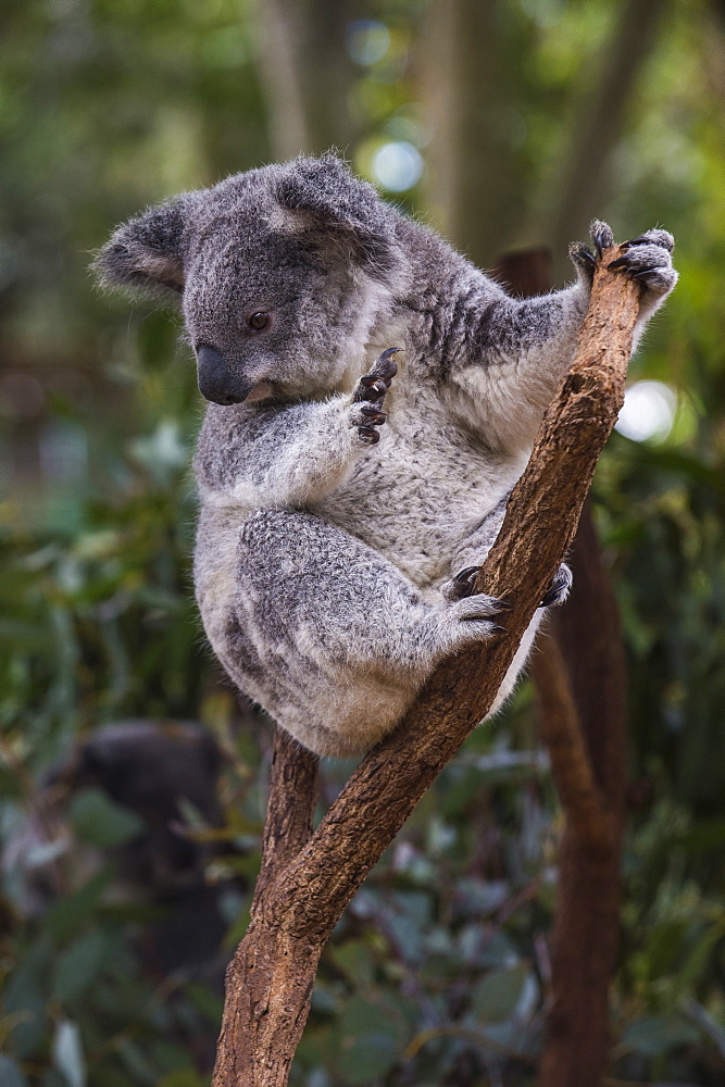 Koala (Phascolarctos cinereus), Lone Pine Sanctuary, Brisbane, Queensland, Australia, Pacific