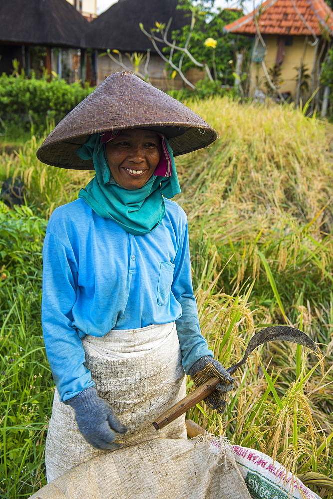 Local woman working in the rice paddies, Ubud, Bali, Indonesia, Southeast Asia, Asia