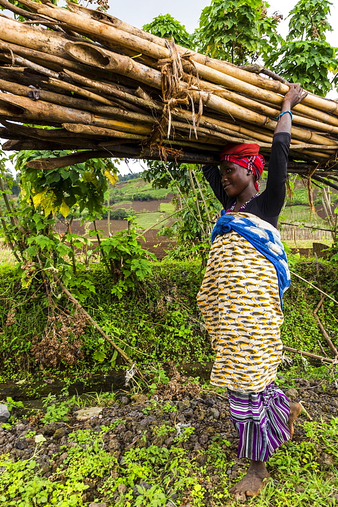 Woman carrying firewood on her head, Virunga National Park, Democratic Republic of the Congo, Africa