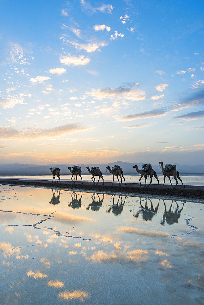 Camels loaded with pan of salt walking through a salt lake at sunset, Danakil depression, Ethiopia, Africa