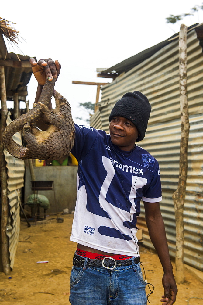 Pangolin (Pholidota) captured and for sale along a highway in Kwanza Norte, Angola, Africa