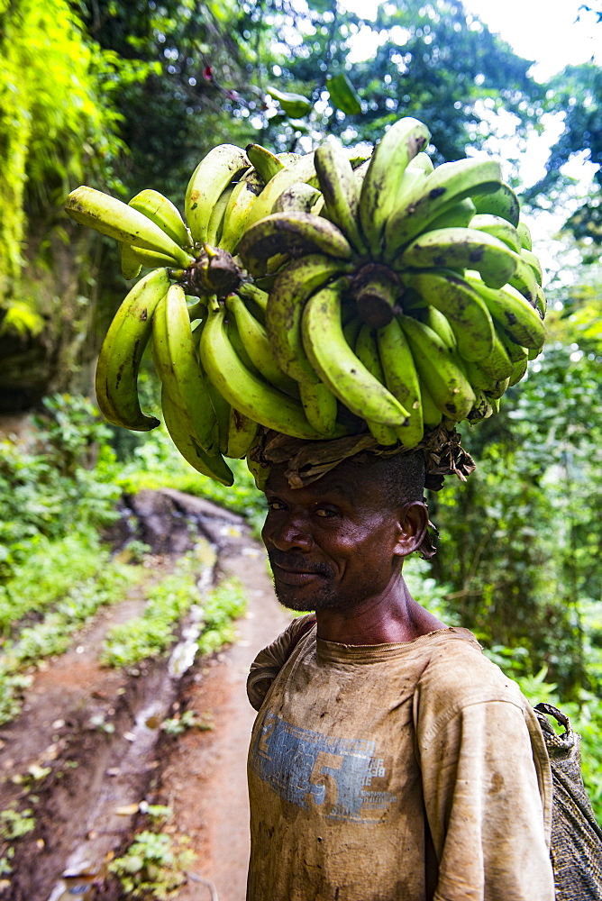 Man carrying a huge plantain on his head, volcanic lake Barombi, Kumba, southwest Cameroon, Africa