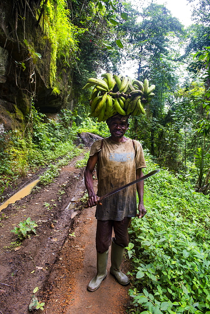 Man carrying a huge plantain on his head, volcanic lake Barombi, Kumba, southwest Cameroon, Africa