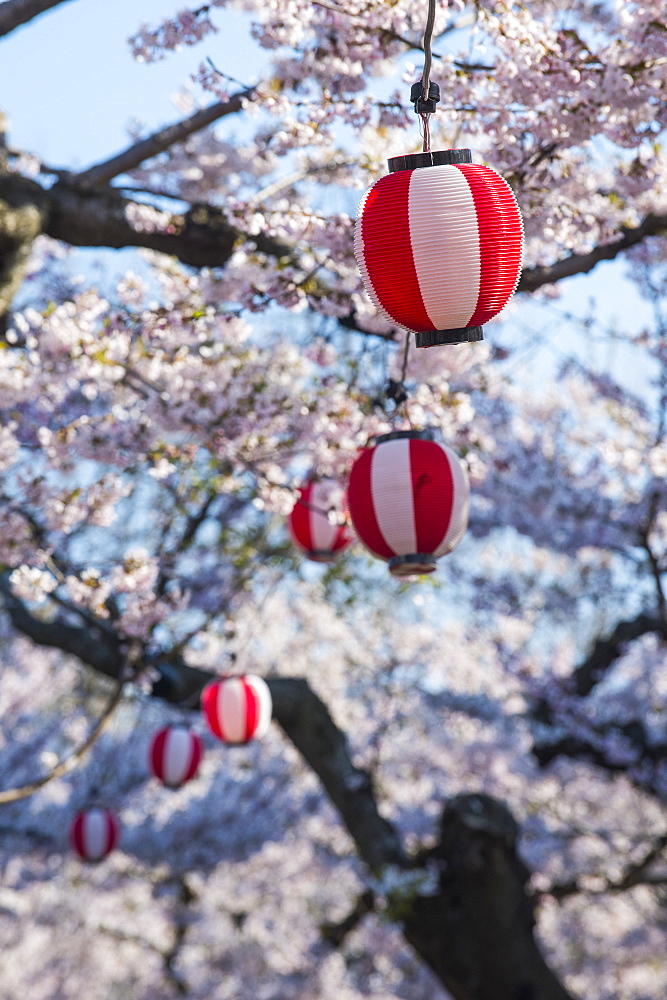 Paper lanterns hanging in the blooming cherry trees, Fort Goryokaku, Hakodate, Hokkaido, Japan, Asia