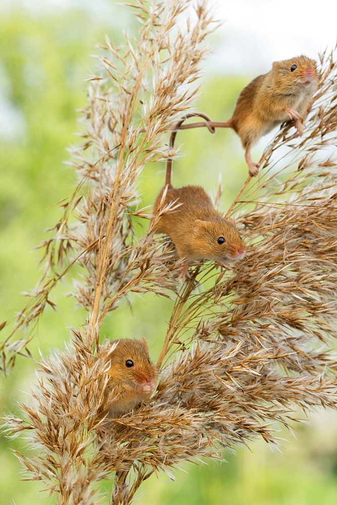 Eurasian harvest mouse (Micromys minutus), Devon, England, United Kingdom, Europe