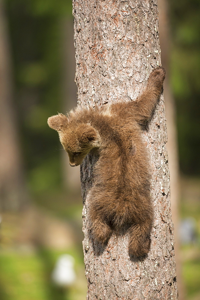 Brown bear cub (Ursus arctos) tree climbing, Finland, Scandinavia, Europe