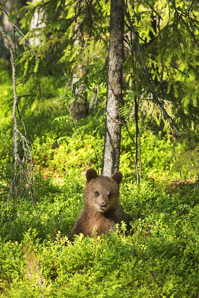 Brown bear cub (Ursus arctos), Kuhmo, Finland, Scandinavia, Europe