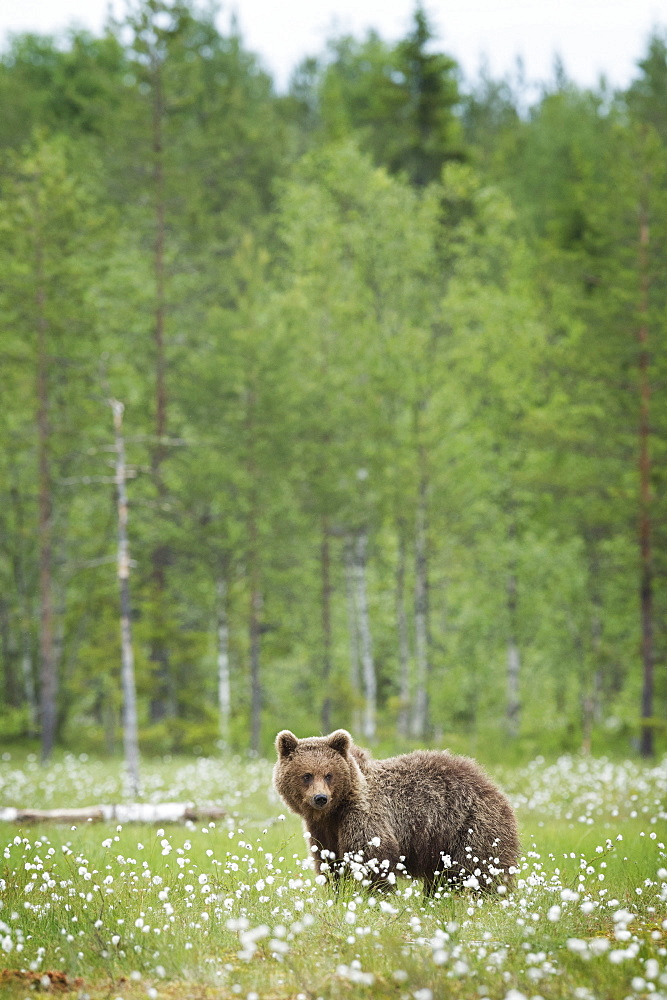 Brown bear (Ursus arctos), Finland, Scandinavia, Europe