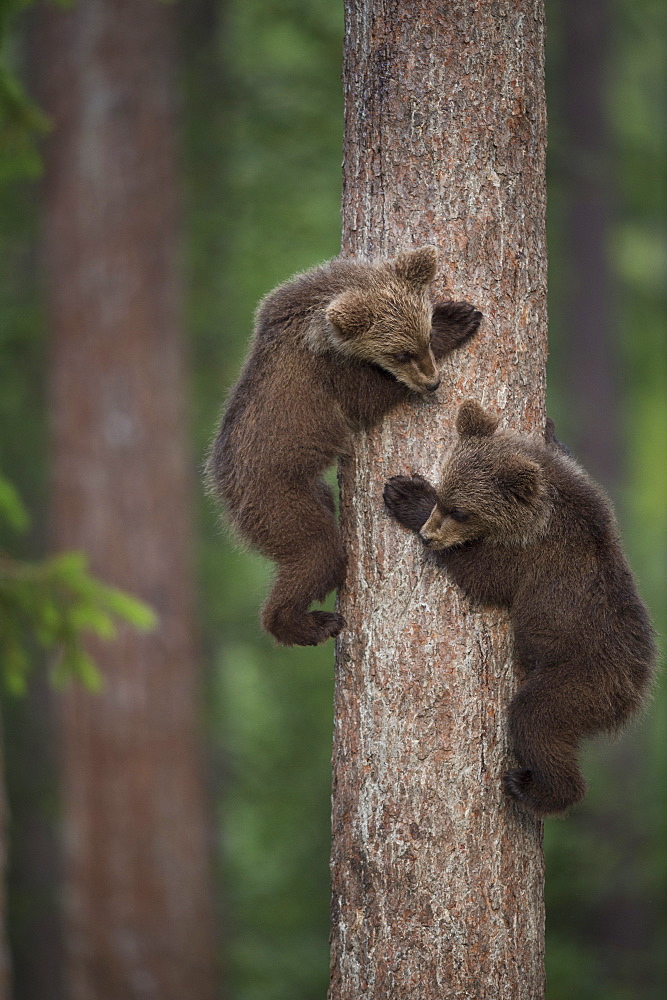 Brown bear cubs tree climbing, Finland, Scandinavia, Europe