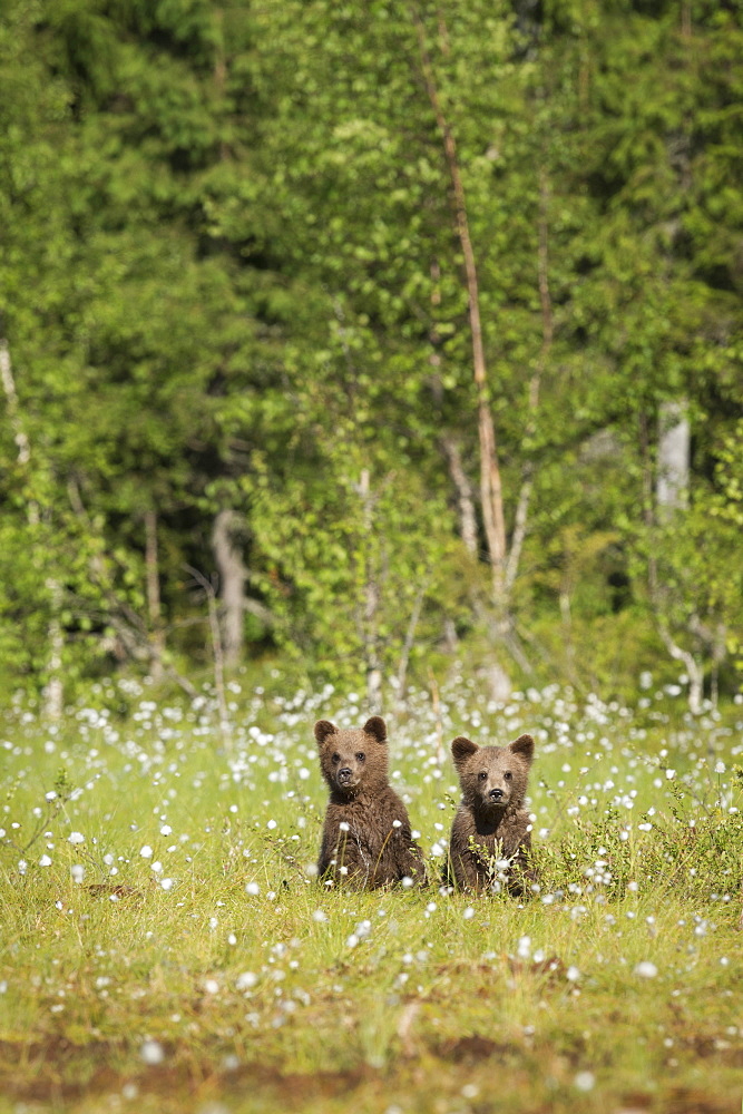 Brown bear cubs (Ursus arctos), Kuhmo, Finland, Scandinavia, Europe