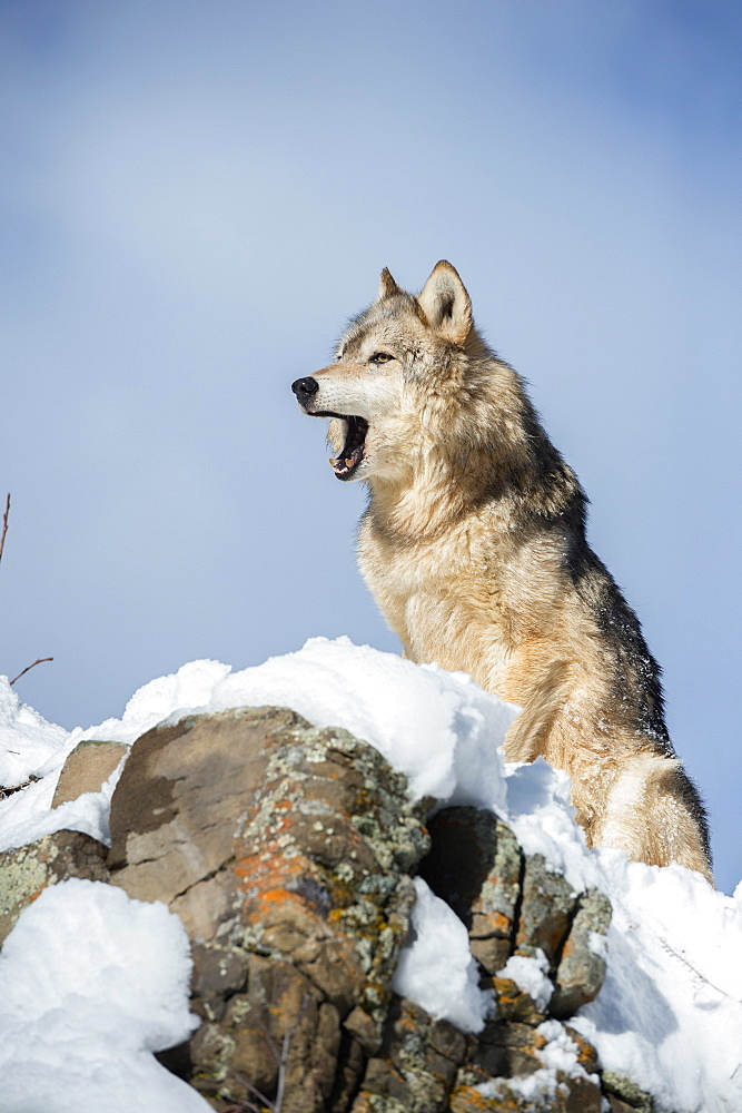 Grey wolf (timber wolf) (Canis lupis), Montana, United States of America, North America