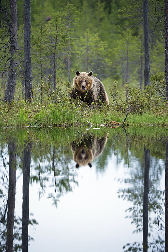 Brown bear (Ursus arctos), Kuhmo, Finland, Scandinavia, Europe