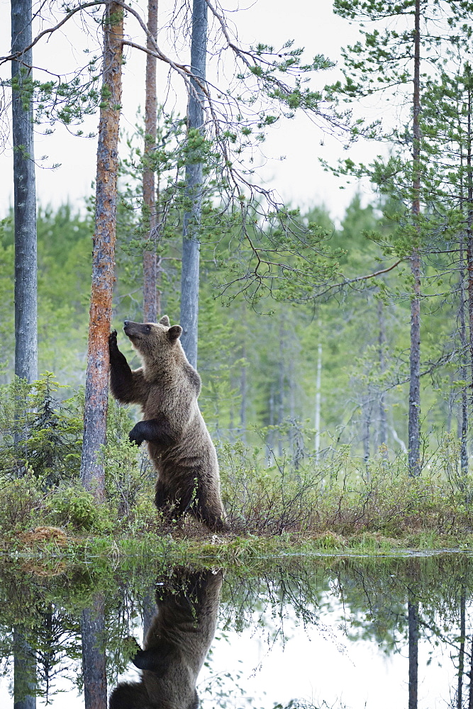 Brown bear (Ursus arctos), Kuhmo, Finland, Scandinavia, Europe