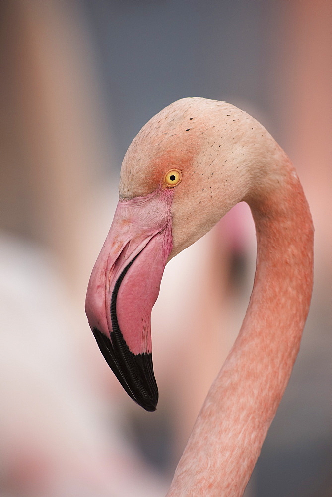 Pink flamingo, Camargue, France, Europe