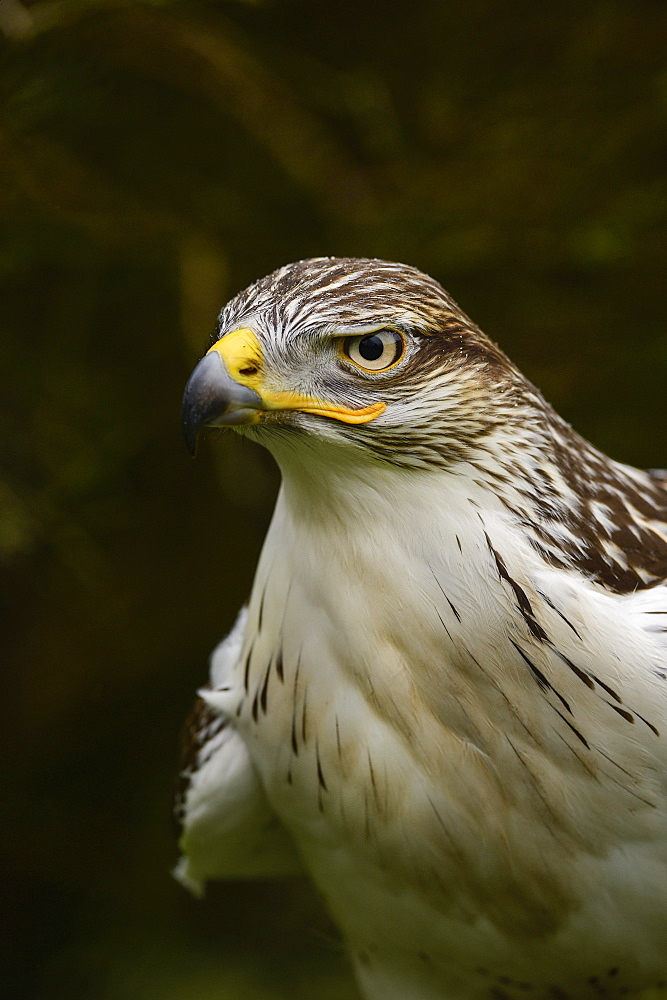 Ferruginous hawk, United Kingdom, Europe