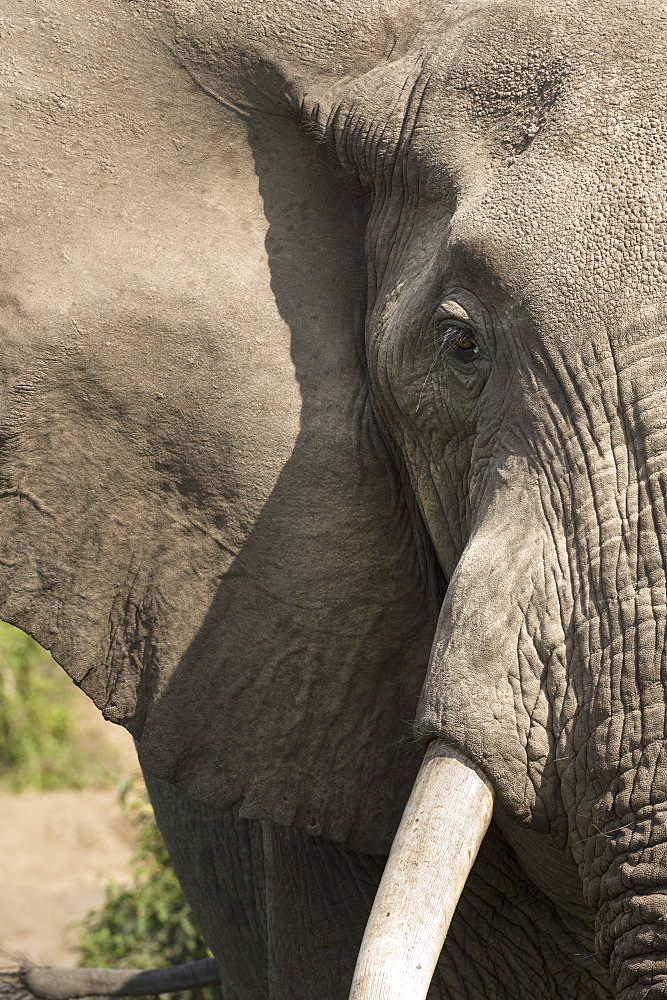 African elephant, Queen Elizabeth National Park, Uganda, Africa