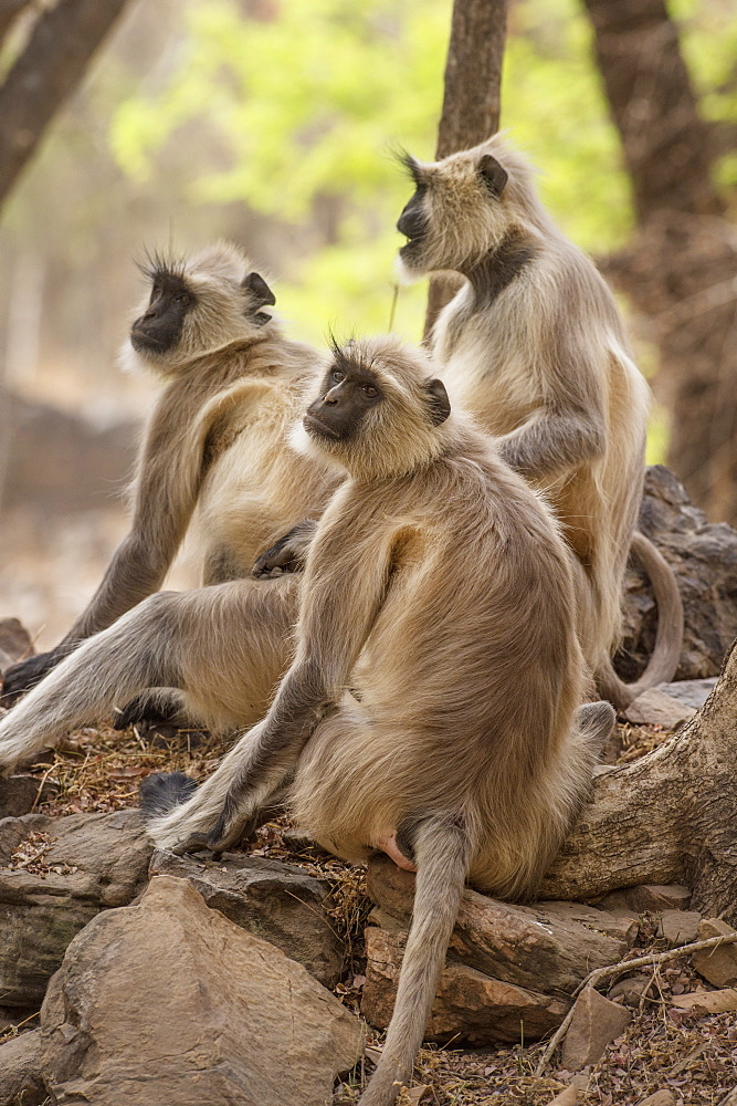 Langur monkey, Ranthambhore National Park, Rajasthan, India, Asia