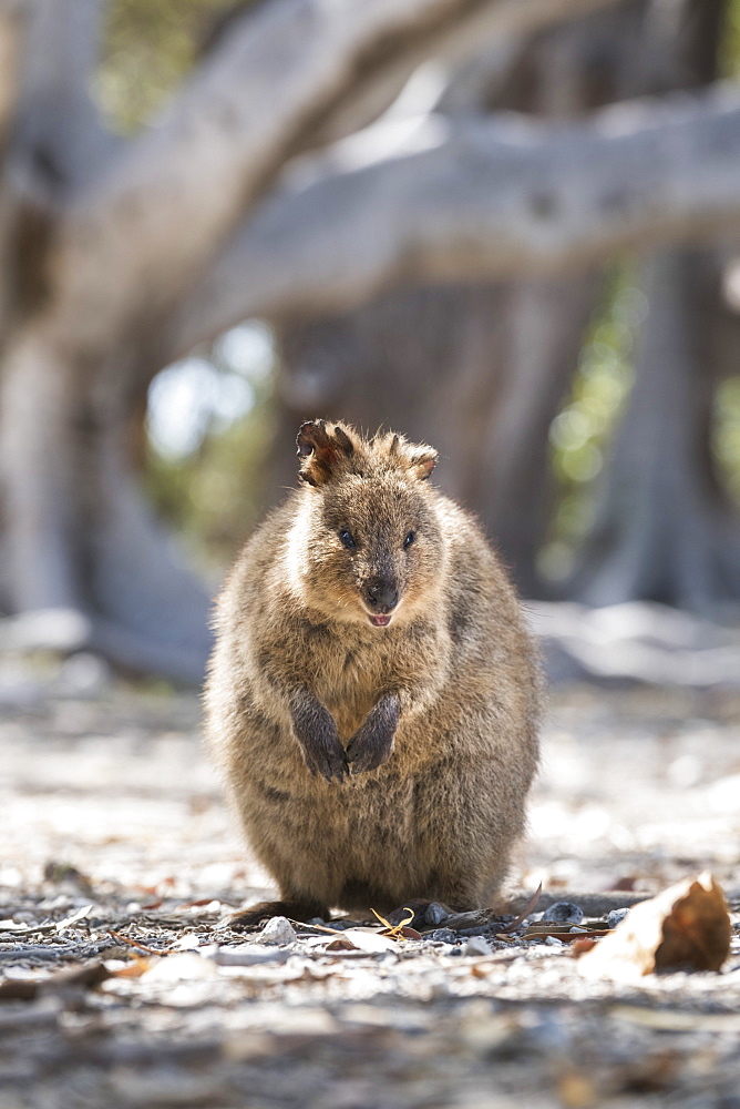 Quokka (Setonix brachyurus), Rottnest Island, Australia, Pacific