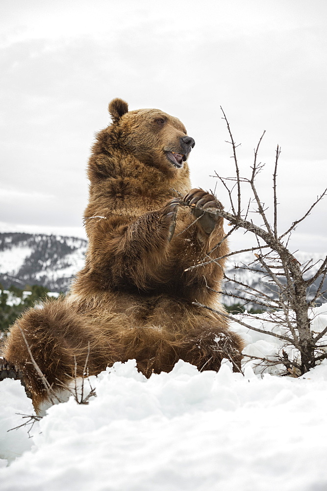 Brown bear (grizzly) (Ursus arctos), Montana, United States of America, North America