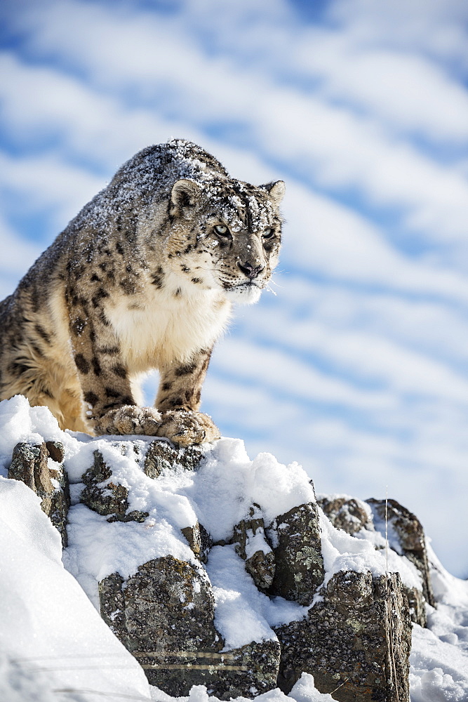 Snow leopard (Panthera india), Montana, United States of America, North America