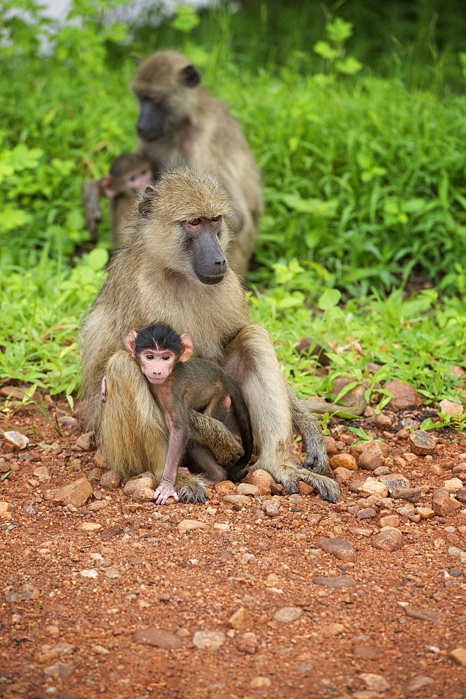 Mother and baby yellow baboon (Papio cynocephalus), South Luangwa National Park, Zambia, Africa