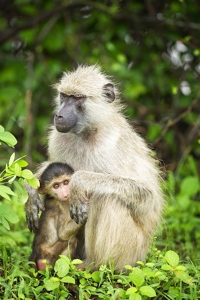 Mother and baby yellow baboon (Papio cynocephalus), South Luangwa National Park, Zambia, Africa