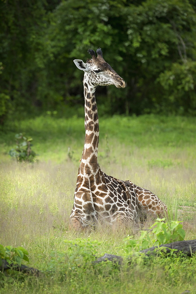 Thornicroft's giraffe (Giraffa camelopardalis thornicrofti), South Luangwa National Park, Zambia, Africa