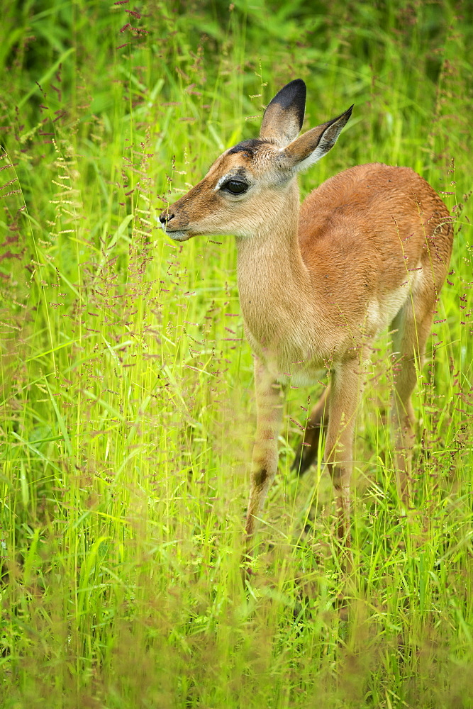 Female impala (Aepyceros melampus), South Luangwa National Park, Zambia, Africa