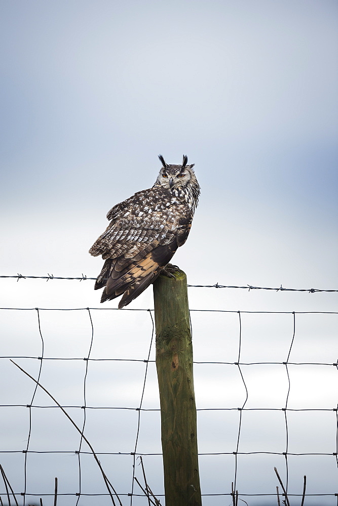 Indian eagle owl (Bubo bengalensis), Herefordshire, England, United Kingdom, Europe