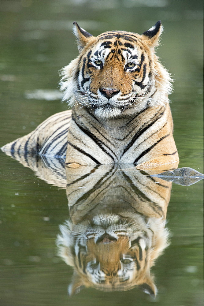 Ustaad, T24, Royal Bengal tiger (Tigris tigris), Ranthambhore, Rajasthan, India, Asia