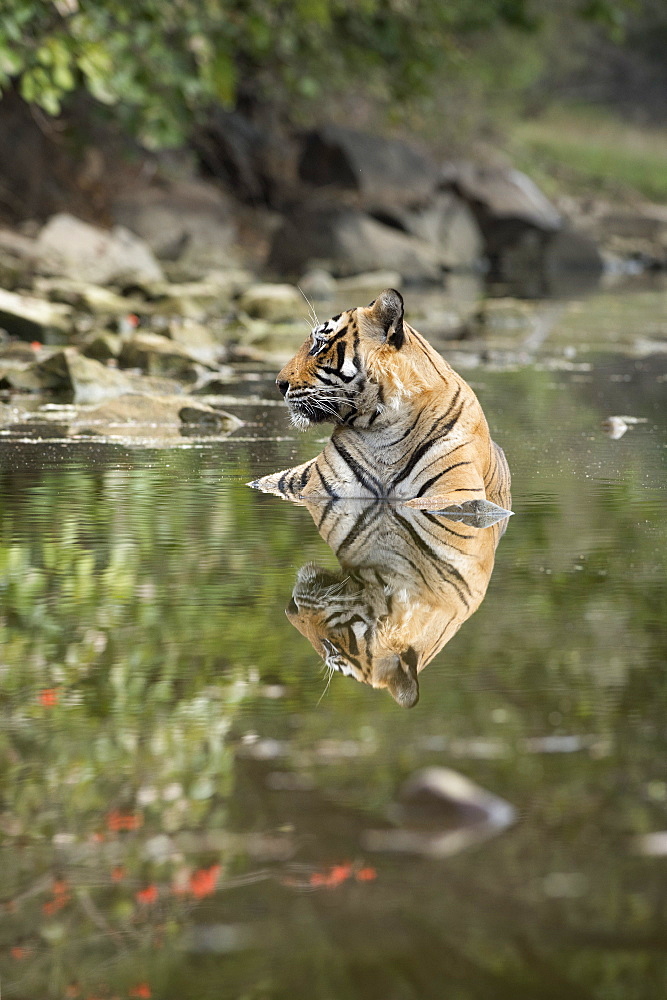 Ustaad, T24, Royal Bengal tiger (Tigris tigris), Ranthambhore, Rajasthan, India, Asia