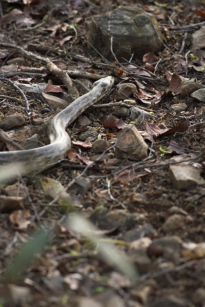 Python snake (Pythonidae), Ranthambhore, Rajasthan, India, Asia