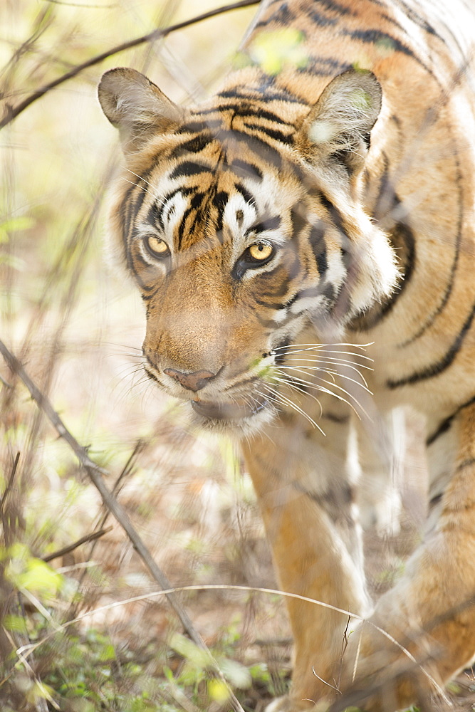 Krishna, T19, Royal Bengal tiger (Tigris tigris), Ranthambhore, Rajasthan, India, Asia