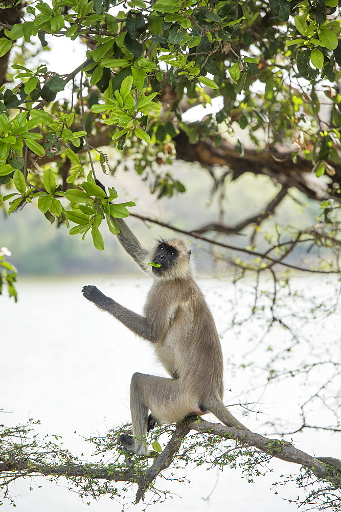 Gray langurs (Hanuman langurs) (langur monkey) (Semnopithecus entellus), Ranthambhore, Rajasthan, India, Asia