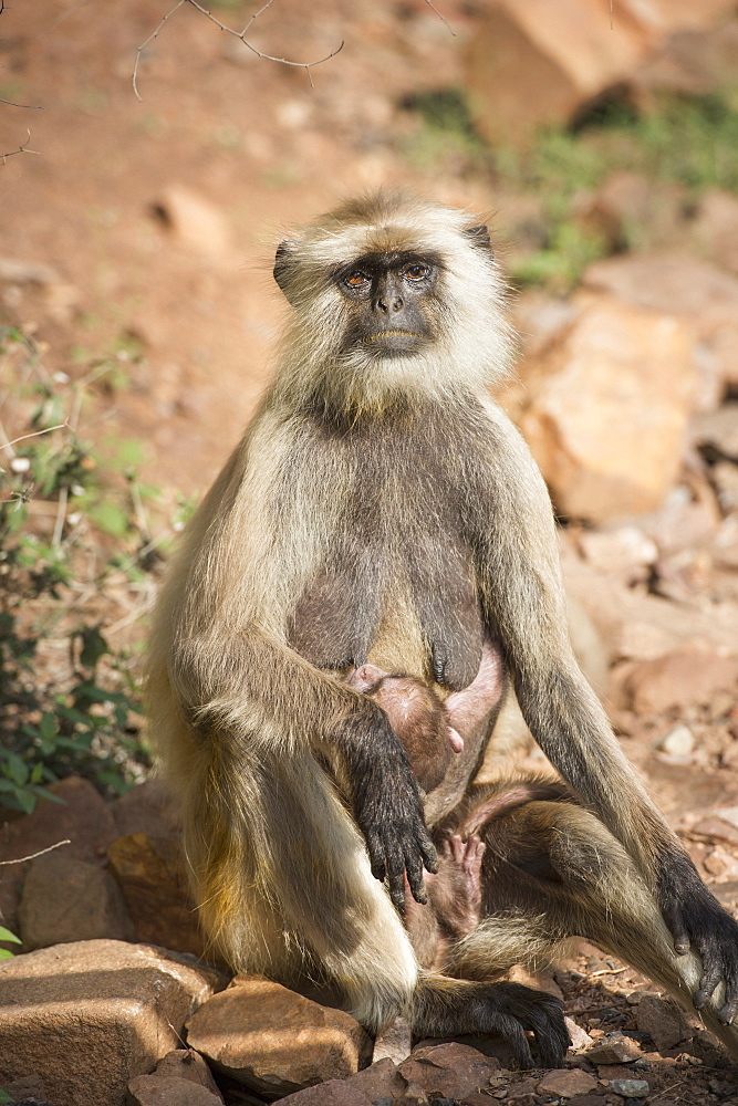 Gray langurs (Hanuman langurs) (langur monkey) (Semnopithecus entellus), Ranthambhore, Rajasthan, India, Asia