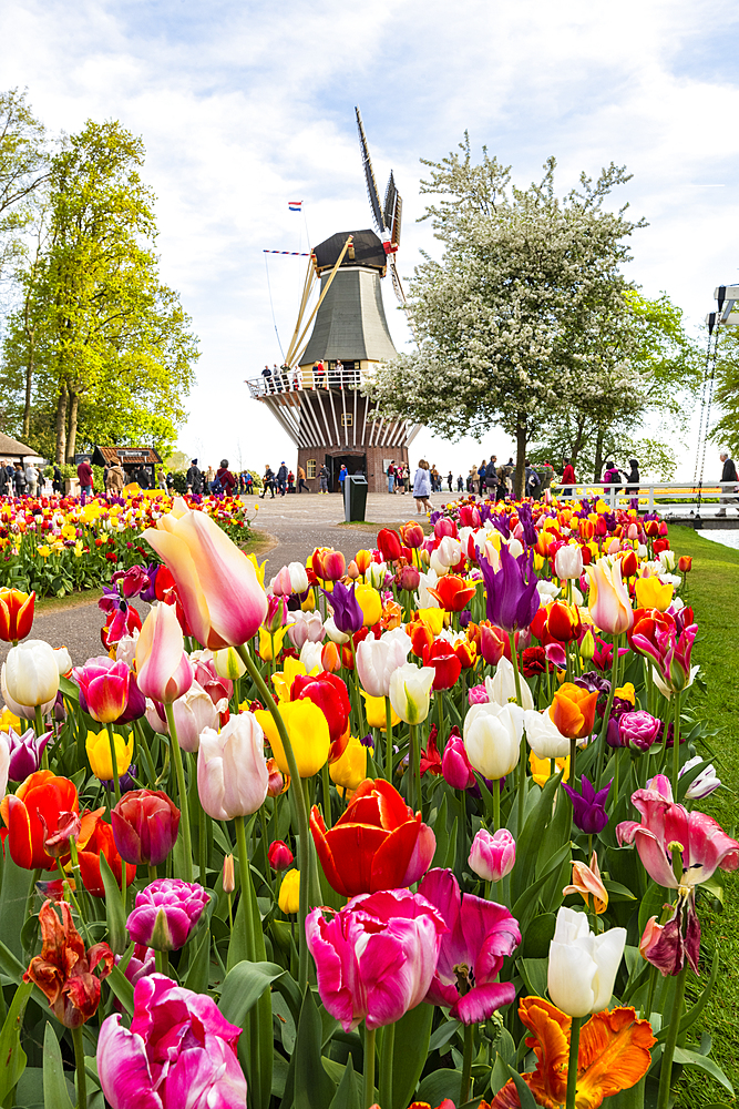 Tulips and Windmills in Keukenhof garden, Lisse, South Holland, The Netherlands, Europe