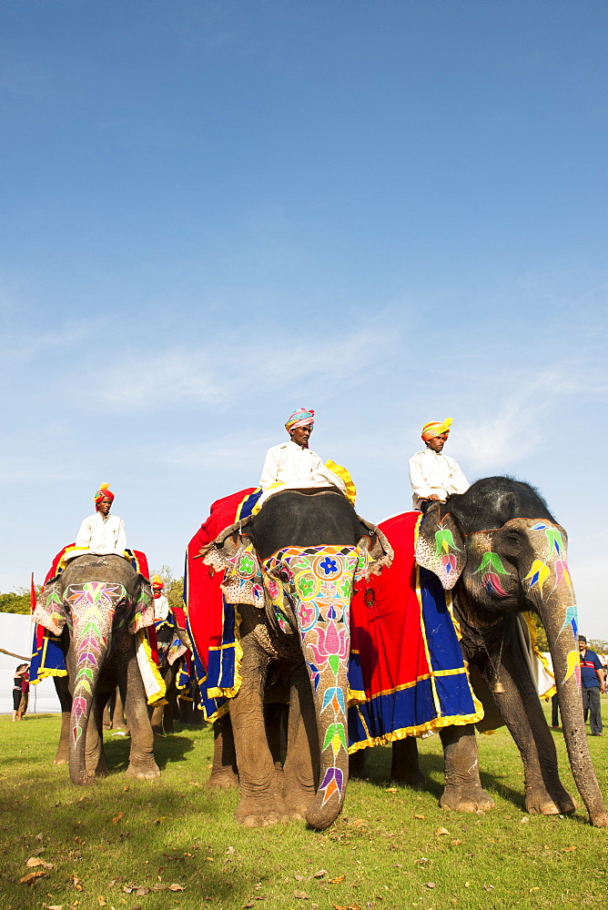 Colorful elephants at the Jaipur elephant festival, Jaipur, Rajasthan, India, Asia