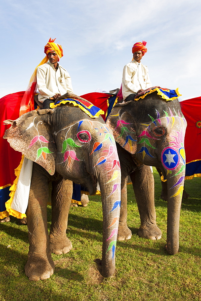 Colorful elephants at the Jaipur elephant festival, Jaipur, Rajasthan, India, Asia