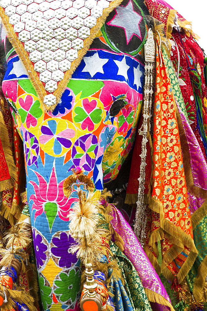 Colorful elephants at the Jaipur elephant festival, Jaipur, Rajasthan, India, Asia