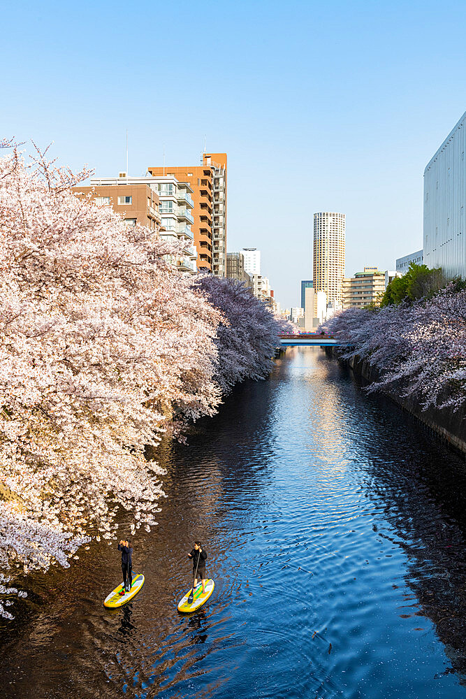 Early morning on the Meguro River, Tokyo, Japan, Asia