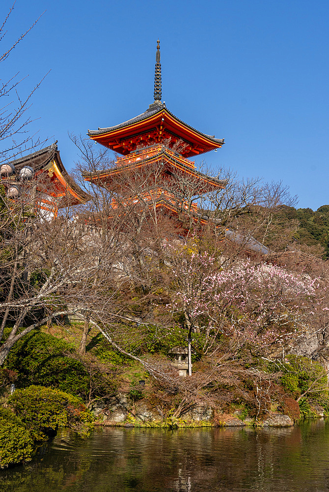 Temples and shrines during the cherry blossom (sakura) season and festivals, Kyoto, Honshu, Japan, Asia