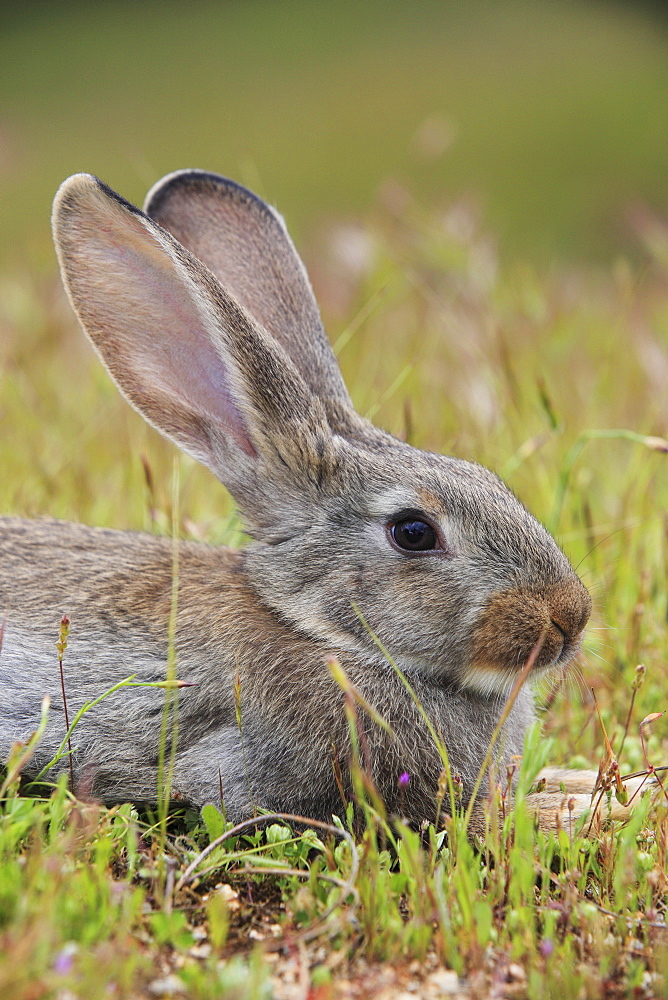 Rabbit (Oryctolagus cuniculus), Spain, Europe