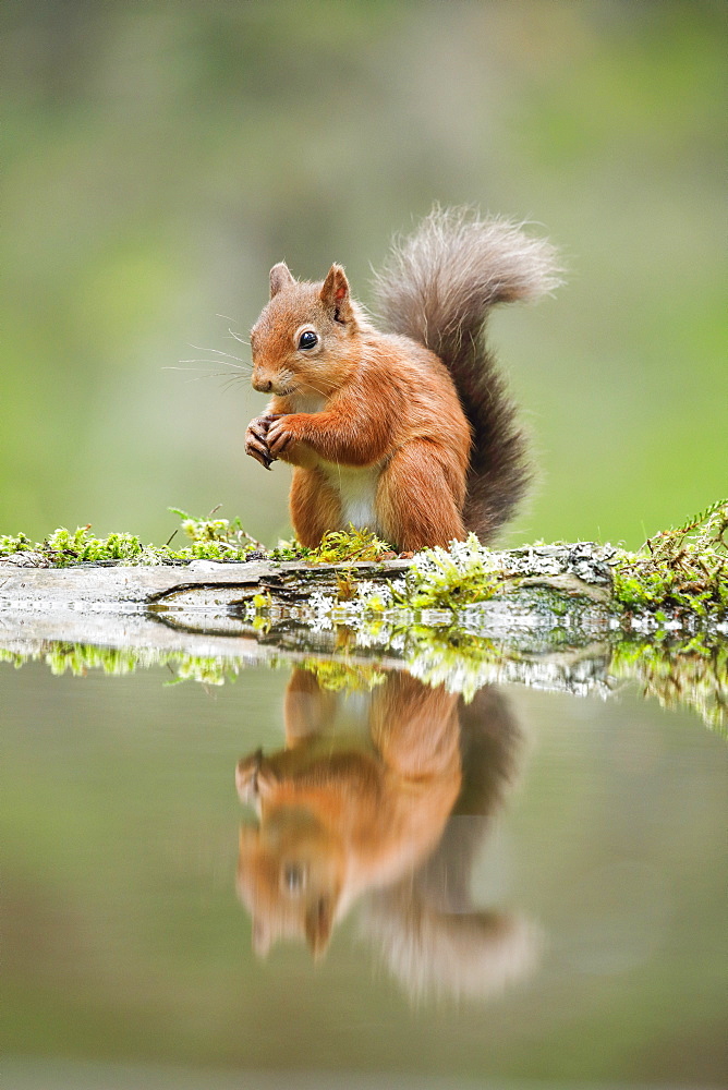 Eurasian Red Squirrel (Sciurus vulgaris), Scotland, United Kingdom, Europe