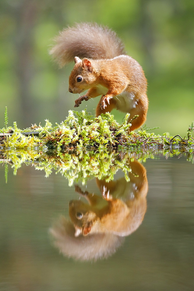 Eurasian Red Squirrel (Sciurus vulgaris), Scotland, United Kingdom, Europe