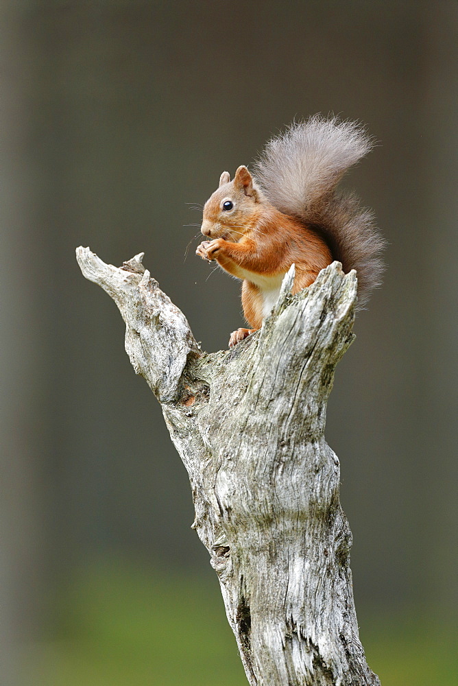 Eurasian Red Squirrel (Sciurus vulgaris), Scotland, United Kingdom, Europe