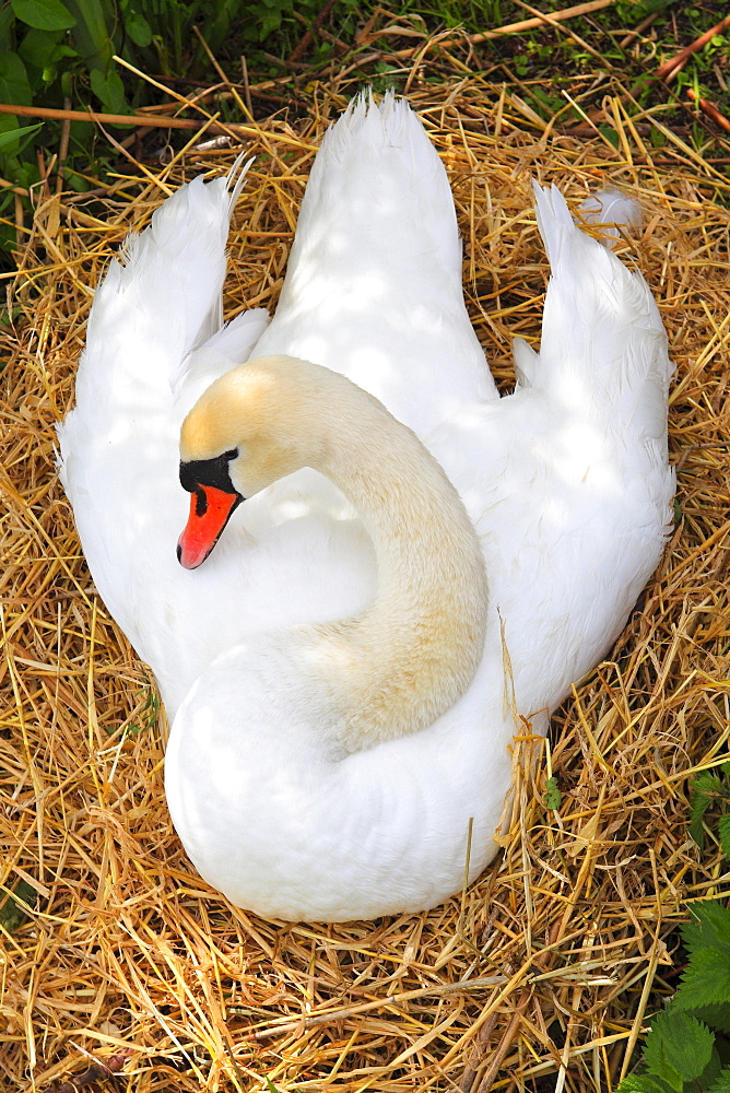 Mute Swan, Hoeckerschwan, Cygnus olor, breeding, Switzerland