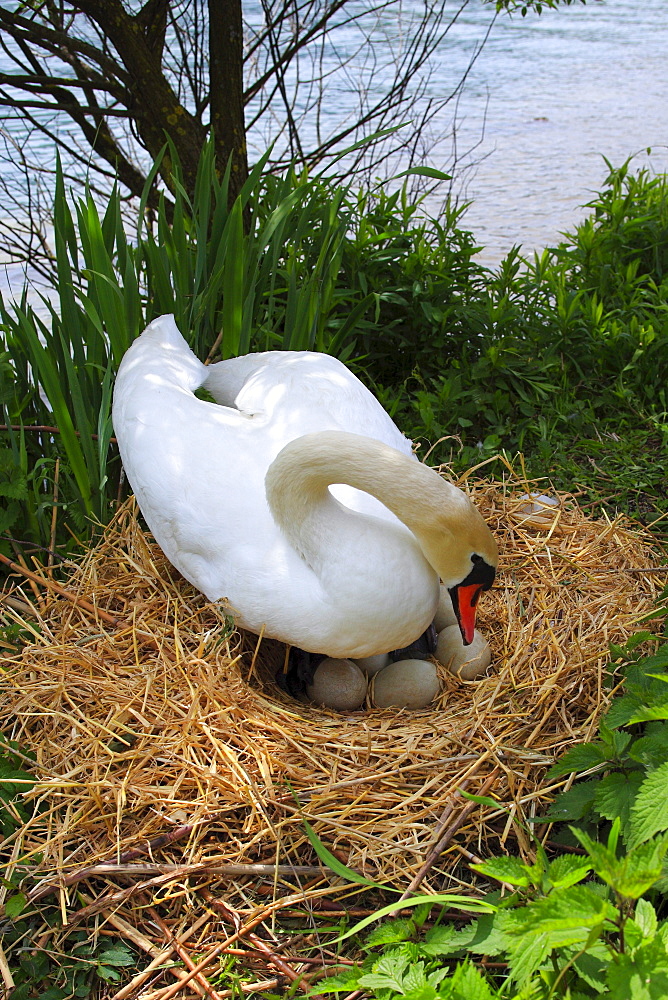 Mute Swan, Hoeckerschwan, Cygnus olor, breeding, Switzerland