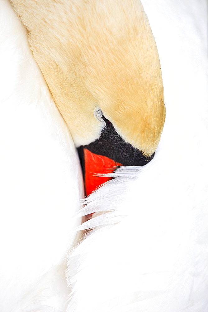 Mute Swan, Hoeckerschwan, Cygnus olor, Switzerland