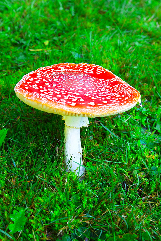 fly agaric, Fliegenpilz, Amanita muscaria var. muscaria, Blackforest, Germany